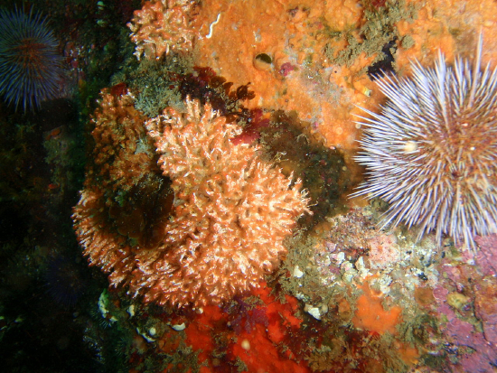  Filograna implexa (Filigreed Coral Worm)